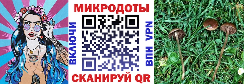 Псилоцибиновые грибы Psilocybe  Краснокамск 